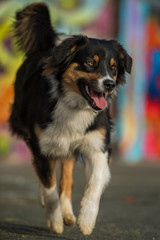 Australian shepherd dog on colorful background