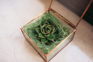 Glass box with golden wedding rings and green succulent on the window