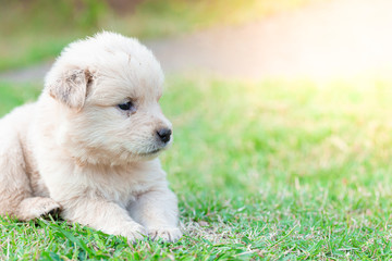 Little puppy golden Retriever sitting in the lawn