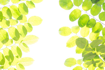 abstract background with green leaves