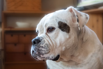 Head shot of a large and beautiful English Bulldog breed dog looking straight forward into the camera