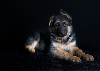 cute german shephard puppy lying on black background and looking straight into the camera