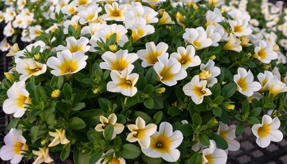 white calibrachoa flowers