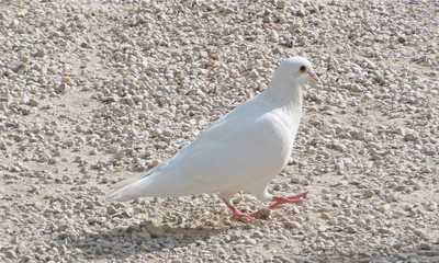 Isolated white dove walking on the ground