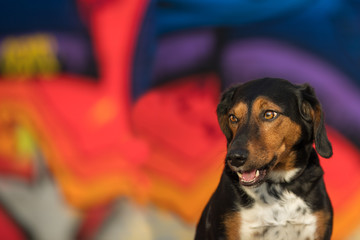 Mixed breed dog with colorful background