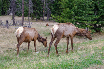 Obraz na płótnie Canvas Two mule deers grazing in Jasper National Park, Canadian Rockies, Alberta, Canada