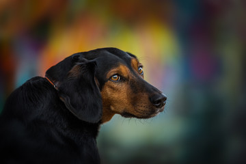 Mixed breed dog with colorful background
