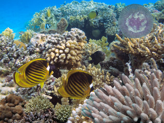 Naklejka na ściany i meble Underwater landscape with jellyfish, Red Sea