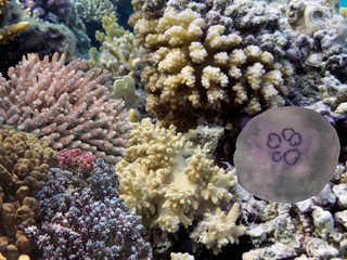 Underwater landscape with jellyfish, Red Sea