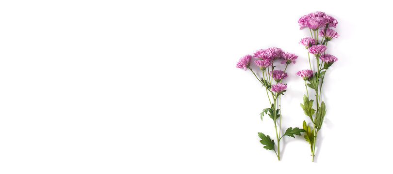 Violet chrysanthemum flowers bouquet isolated on white background. Panorama view