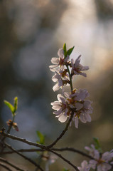 Almond blossom branch illuminated by the first rays of the spring sun