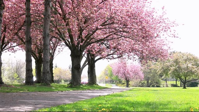 Pink cherry blossoms by roadside with foot path leading to vanishing point in spring time