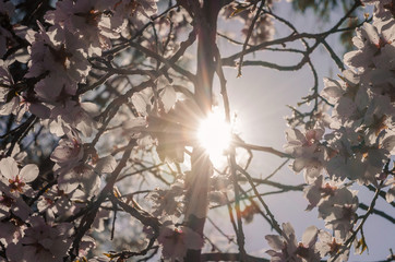 Sun rays hidden behind an almond tree branch with its flowers around it