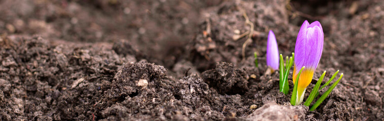 The first spring flower is a snowdrop, crocus plant sprouting from the ground blooming in the sun. Awakening of nature. Early spring. Banner. Copy space