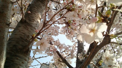 Cherry tree