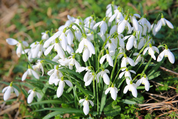 Beautiful blooming galanthus in sunny February