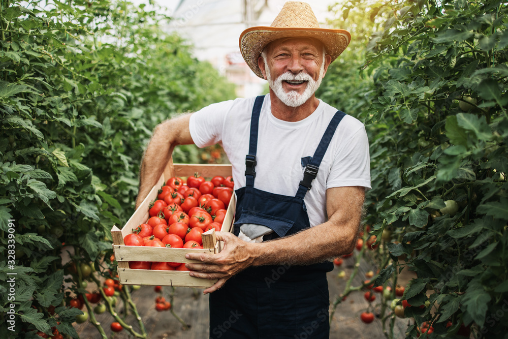 Wall mural happy and smiling senior man working in greenhouse.