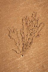 Sand bubbler crab patterns at beach