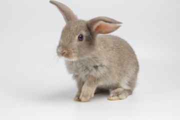 gray rabbit on white background