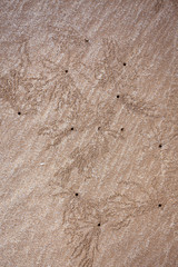 Sand bubbler crab patterns at beach