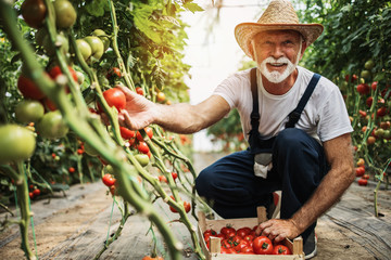 Happy and smiling senior man working in greenhouse.
