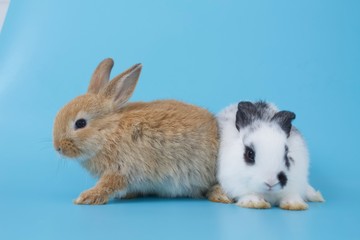 Two small rabbits isolated on a blue background.
