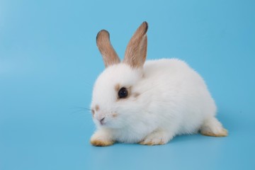 white rabbit sitting on blue background