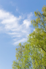 Birch tree foliage growing at spring