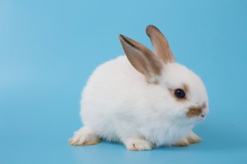 white rabbit on blue backgroud