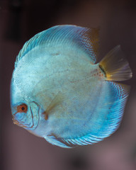 Closeup of A beautiful blue discus fish  on dark background.