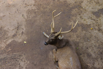 Big buck in a cage from the zoo