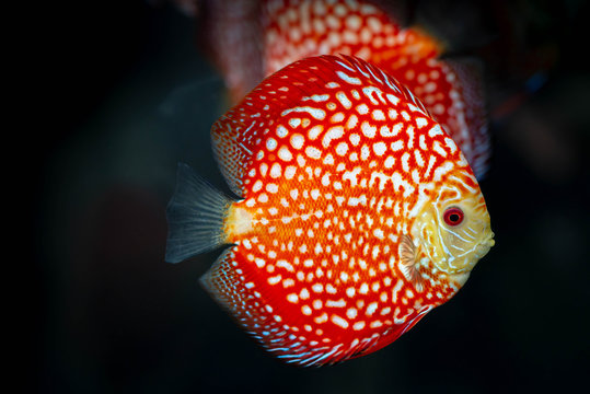 Beautiful red orange discus fish  on dark background.