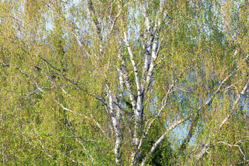 Birch tree foliage growing at spring