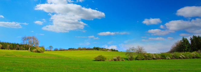 Green Grass Field Landscape and trees.