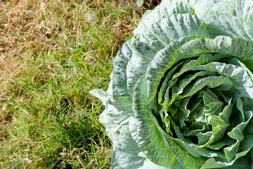 Brassica oleracea capitata leaves vegetable in organic field garden farm.