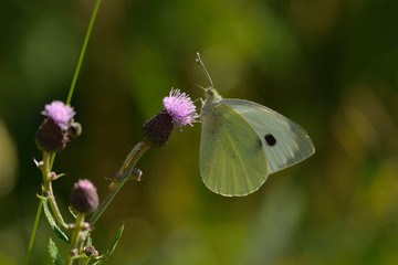 Großer Kohlweißling (Pieris brassicae)	