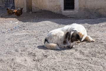 Chickens on farm in Marrakesh City in Morocco