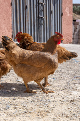 Chickens on farm in Marrakesh City in Morocco
