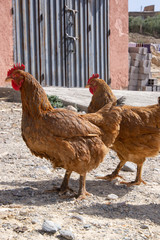 Chickens on farm in Marrakesh City in Morocco