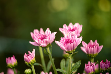 Obraz premium Close up of pink chrysanthemum row with bokeh background