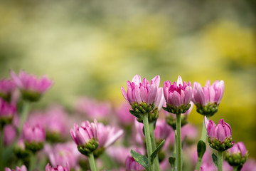 Obraz na płótnie Canvas Close up of pink chrysanthemum row with bokeh background