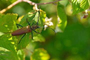 Moschusbock (Aromia moschata)	
