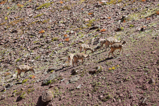 Bharal or Himalayan Blue Sheeps along Markha valley trek, Ladakh, India