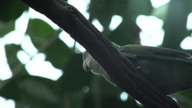  a budgie gloats on a branch