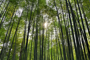 Fototapeta na wymiar Green bamboo forest in Chinese garden
