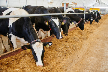Cow Milk Industrial Automated Farm. Cows in the paddock with tags on the ears eat hay and rest