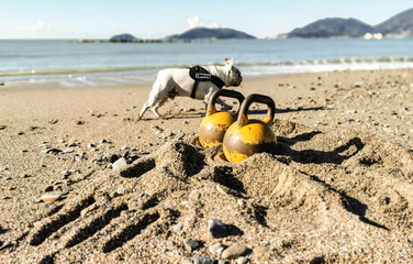 Fototapeta na wymiar Two Rusty Kettlebells on the Beach With a Bulldog in the Background