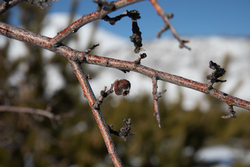 road and forest views from erciyes mountain