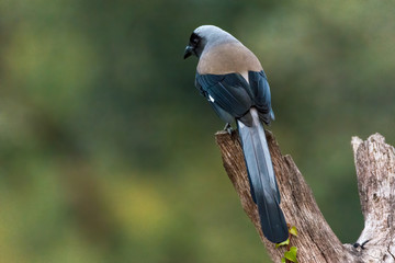 Grey treepie