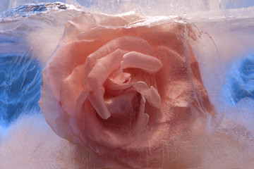 Background of rose  flower    in ice   cube with air bubbles.